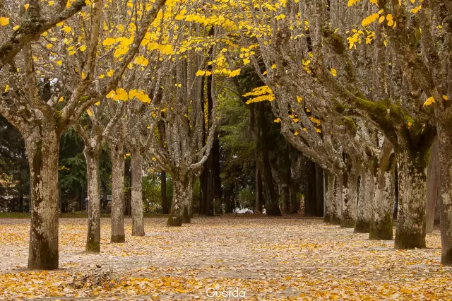 Parque Municipal - Em dia de Outono (foto de 2011)